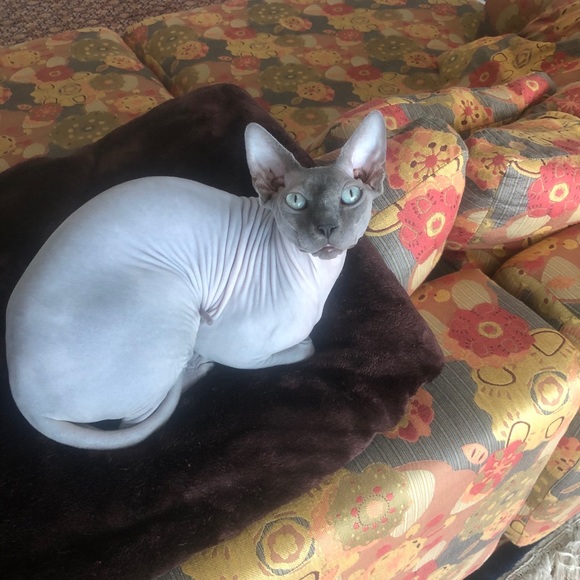 Meet your Posher, Eric - Picture 4 of 5